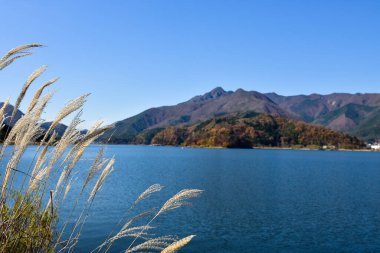Yakisaki parkındaki Kawaguchiko gölünde sonbahar yaprakları. Fujisan dağı..