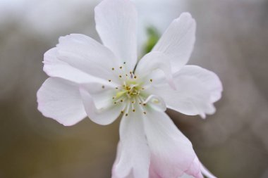 Tokyo, Japonya 27 Kasım 2019 Kimliği belirlenemeyen birçok insan Shinjuku Gyoen Ulusal Bahçesinde yürüyor ve sonbahar ağacını seyrediyor..