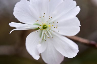 Tokyo, Japonya 27 Kasım 2019 Kimliği belirlenemeyen birçok insan Shinjuku Gyoen Ulusal Bahçesinde yürüyor ve sonbahar ağacını seyrediyor..