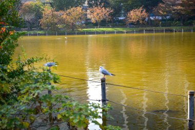 Tokyo, Japonya 27 Kasım 2018 Kimliği belirsiz birçok insan Ueno parkında yürüyor ve bahçedeki sonbahar ağacını izliyor. .