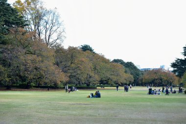 Tokyo, Japonya 27 Kasım 2019 Kimliği belirlenemeyen birçok insan Shinjuku Gyoen Ulusal Bahçesinde yürüyor ve sonbahar ağacını seyrediyor..