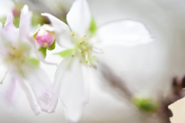 Tokyo, Japonya 27 Kasım 2019 Kimliği belirlenemeyen birçok insan Shinjuku Gyoen Ulusal Bahçesinde yürüyor ve sonbahar ağacını seyrediyor..