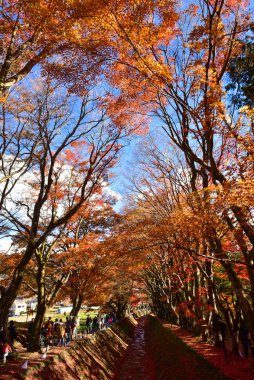 Yamanashi Japonya 23 Kasım 2018 Tanımlanamayan Sonbahar yaprakları gün ışığında. Desen Tam bulanık arkaplan.