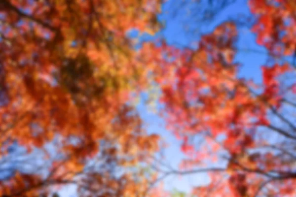 秋天的叶子在阳光下 整个背景模糊不清 — 图库照片