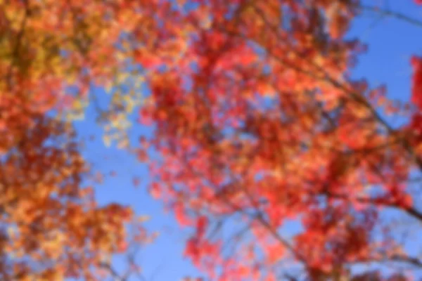 Herfst Bladeren Zon Patroon Volledig Wazig Achtergrond — Stockfoto