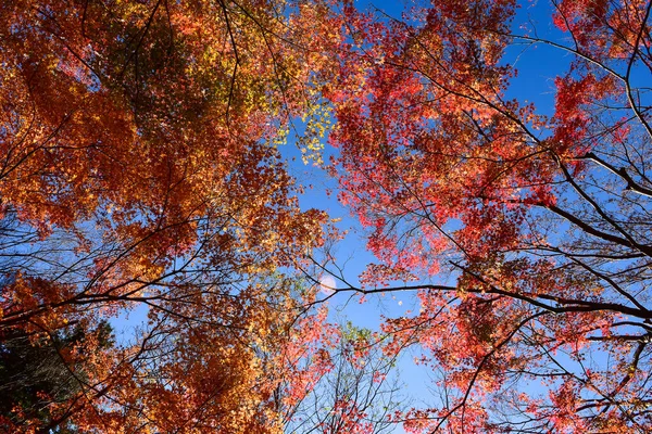 Der Herbst Blättert Der Sonne Muster Voller Hintergrund — Stockfoto