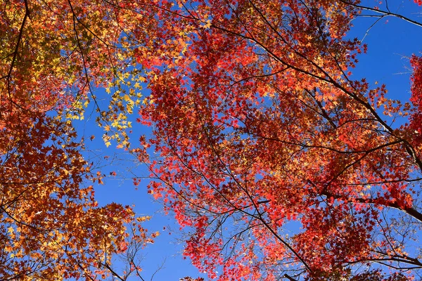 Der Herbst Blättert Der Sonne Muster Voller Hintergrund — Stockfoto