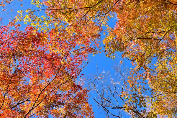 秋は太陽の下で葉 パターン全体の背景 — ストック写真