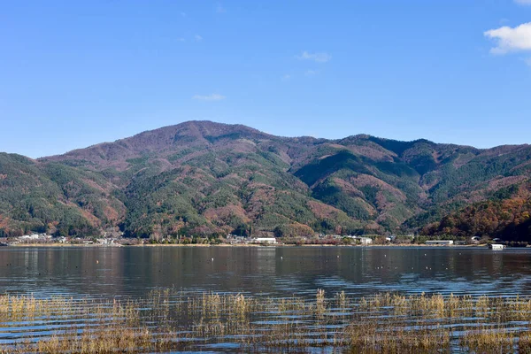 Jesienne Liście Lagunie Kawaguchiko Parku Yakisaki Japonii Fujisan Góra — Zdjęcie stockowe