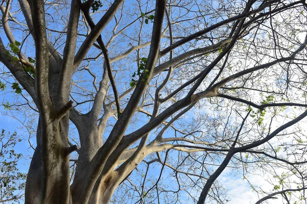 Paisagem Bonita Árvores Verdes Parque Nacional — Fotografia de Stock