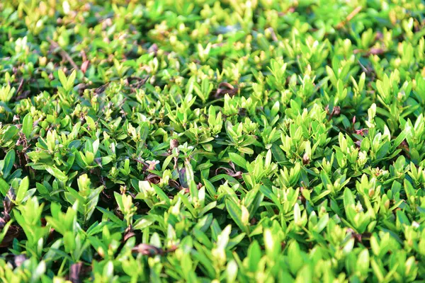 Bulanık kırmızı başak çiçeği ve bahçede yeşil yapraklar yol kenarında