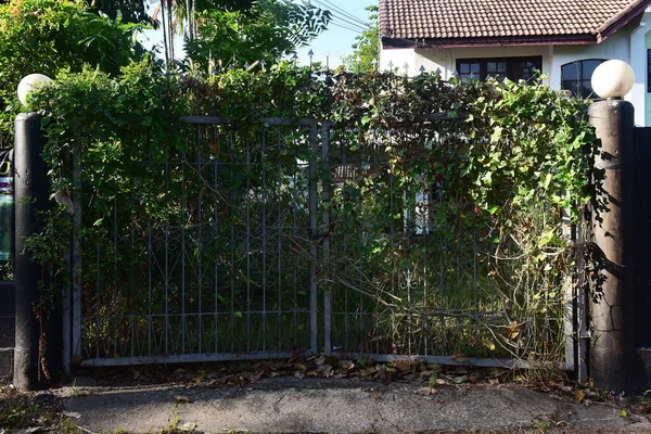 Vackra Landskap Gröna Träd Nationalparken — Stockfoto