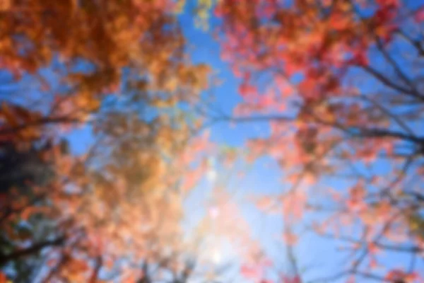 秋は太陽の下で葉 パターンフルぼやけた背景 — ストック写真