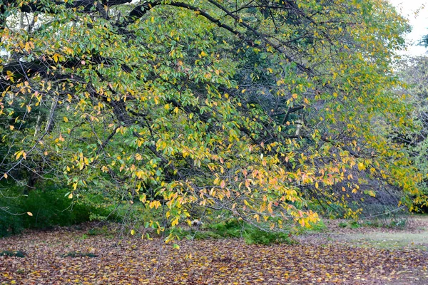 Tokio Japón Noviembre 2019 Sin Identificar Muchas Personas Están Caminando — Foto de Stock