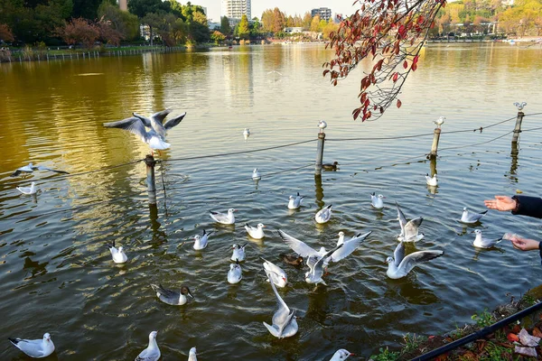 Tokyo, Japonya 27 Kasım 2018 Kimliği belirsiz birçok insan Ueno parkında yürüyor ve bahçedeki sonbahar ağacını izliyor. .