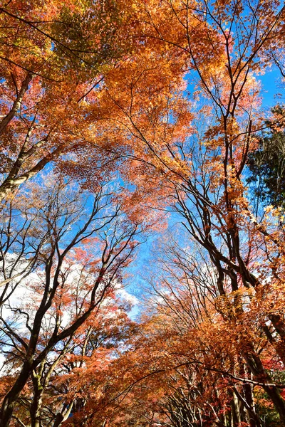 Autumn Leaves Sunshine Pattern Full Background — Stock Photo, Image