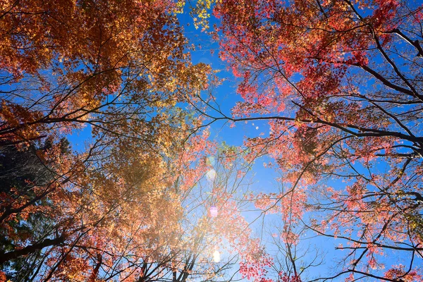 秋は太陽の下で葉 パターン全体の背景 — ストック写真