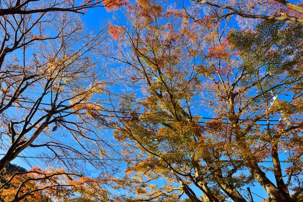 Herfst Bladeren Zon Patroon Volledige Achtergrond — Stockfoto