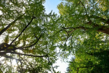 Tokyo, Japonya 27 Kasım 2019 Kimliği belirlenemeyen birçok insan Shinjuku Gyoen Ulusal Bahçesinde yürüyor ve sonbahar ağacını seyrediyor..