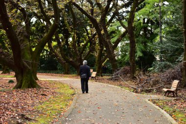 Tokyo, Japonya 27 Kasım 2019 Kimliği belirlenemeyen birçok insan Shinjuku Gyoen Ulusal Bahçesinde yürüyor ve sonbahar ağacını seyrediyor..