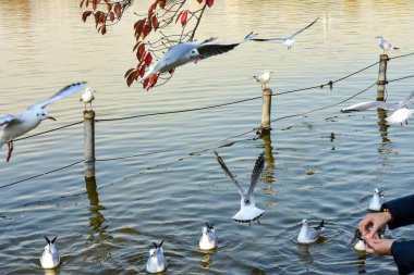 Tokyo, Japonya 27 Kasım 2018 Kimliği belirsiz birçok insan Ueno parkında yürüyor ve bahçedeki sonbahar ağacını izliyor. .