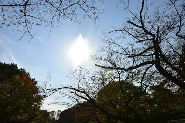 日本东京2018年11月27日身份不明的许多人正在植树公园散步 观赏着花园里的秋树 — 图库照片