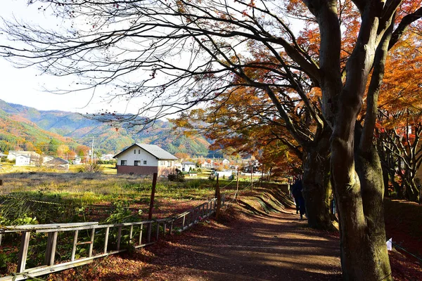 Yamanashi Japán November 2018 Azonosítatlan Őszi Levelek Napsütésben Minta Teljes — Stock Fotó