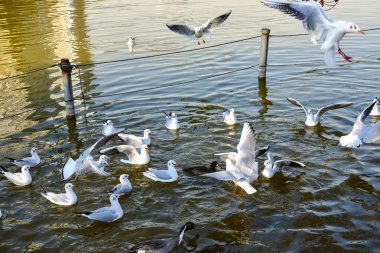 Tokyo, Japonya 27 Kasım 2018 Kimliği belirsiz birçok insan Ueno parkında yürüyor ve bahçedeki sonbahar ağacını izliyor. .