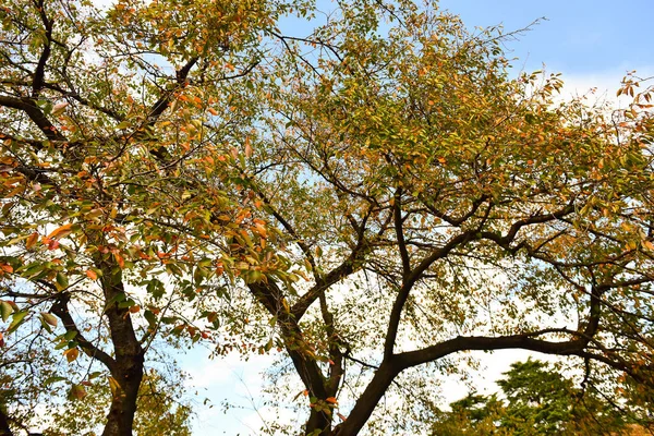 Tokió Japán November 2019 Azonosítatlan Sok Ember Sétál Shinjuku Gyoen — Stock Fotó