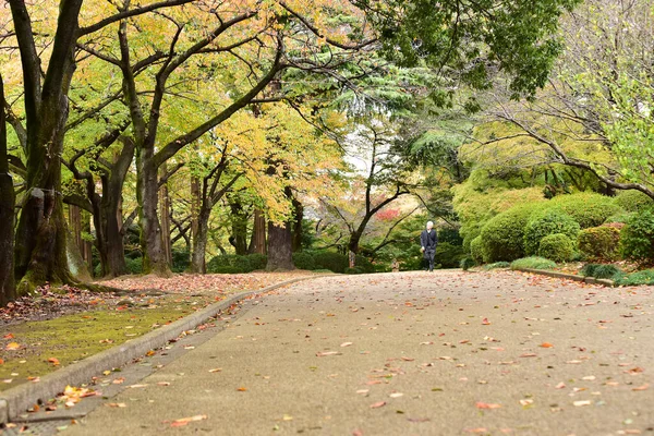 Tokyo Japonya Kasım 2019 Kimliği Belirlenemeyen Birçok Insan Shinjuku Gyoen — Stok fotoğraf