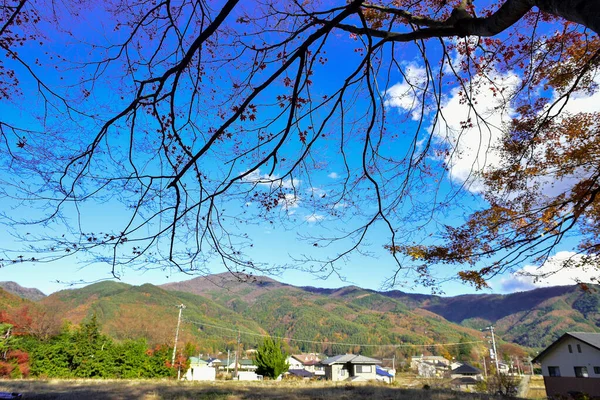 山梨日本2018年11月23日確認されていない秋の紅葉 パターンフルぼやけた背景 — ストック写真