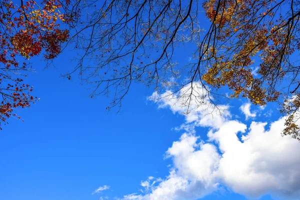 Der Herbst Blättert Der Sonne Muster Voller Hintergrund — Stockfoto