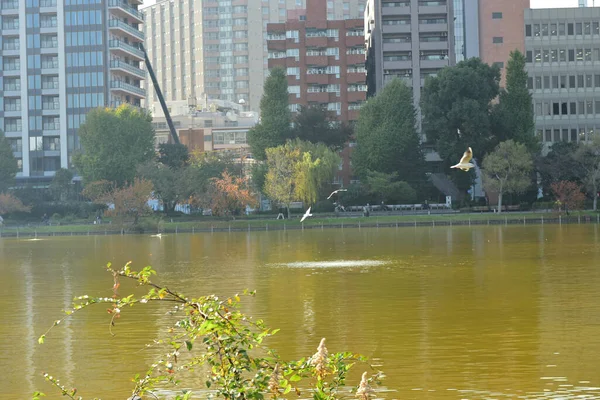 Tokyo Japonya Kasım 2018 Kimliği Belirsiz Birçok Insan Ueno Parkında — Stok fotoğraf