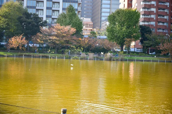 Tokio Japonia Listopada 2018 Niezidentyfikowane Wiele Osób Spaceruje Parku Ueno — Zdjęcie stockowe