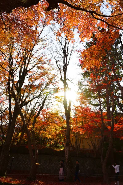 Der Herbst Blättert Der Sonne Muster Voller Hintergrund — Stockfoto