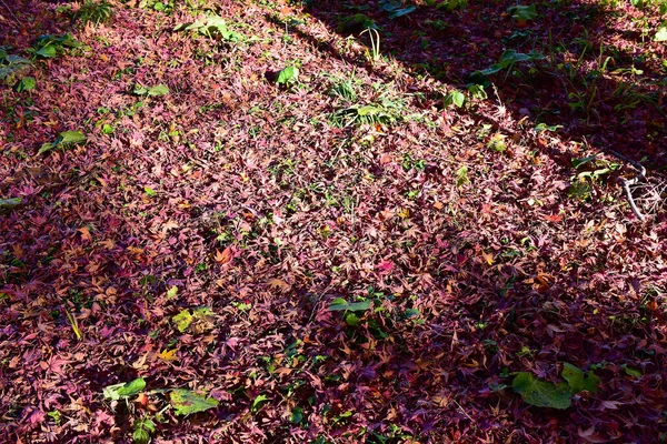 Herfst Bladeren Zon Patroon Volledige Achtergrond — Stockfoto