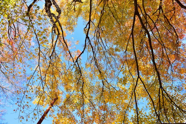 Der Herbst Blättert Der Sonne Muster Voller Hintergrund — Stockfoto