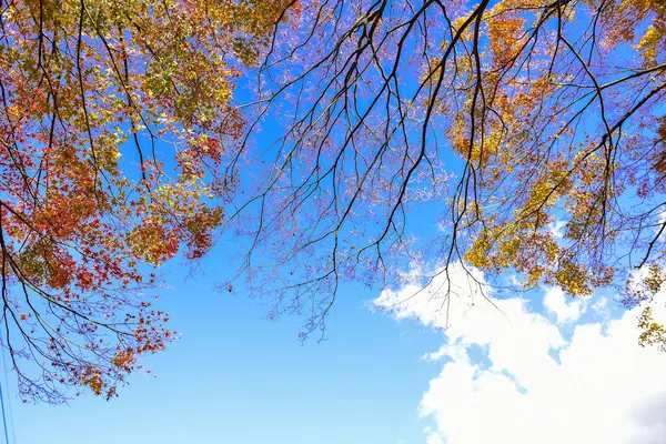 Der Herbst Blättert Der Sonne Muster Voller Hintergrund — Stockfoto