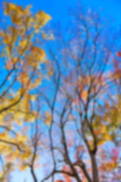 Herfst Bladeren Zon Patroon Volledig Wazig Achtergrond — Stockfoto