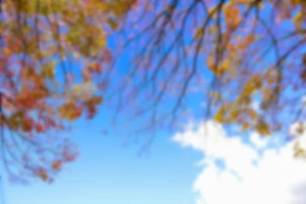 Herfst Bladeren Zon Patroon Volledig Wazig Achtergrond — Stockfoto