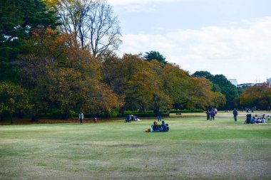 Tokyo, Japonya 27 Kasım 2019 Kimliği belirlenemeyen birçok insan Shinjuku Gyoen Ulusal Bahçesinde yürüyor ve sonbahar ağacını seyrediyor..
