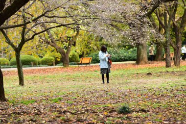 Tokyo, Japonya 27 Kasım 2019 Kimliği belirlenemeyen birçok insan Shinjuku Gyoen Ulusal Bahçesinde yürüyor ve sonbahar ağacını seyrediyor..