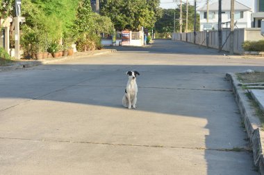 Sabahları erkek köpeğin etkinliği.