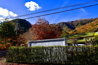 Tokyo, Japonya. 27 Kasım 2019 Tanımlanamayan Görüntü. Birçok insan Ueno parkında yürüyor ve sonbahar ağacını izliyor..
