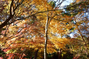 Günışığında sonbahar yaprakları. Desen Tam arkaplan.