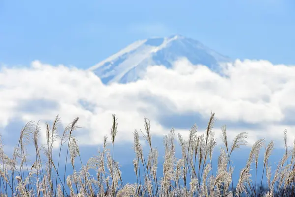 Folhas Outono Lagoa Kawaguchiko Parque Yakisaki Japan Fujisan Montanha — Fotografia de Stock