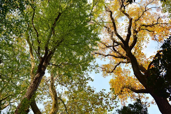 2019年11月27日日本东京 一个阳光普照的日子 许多人在新宿国家花园散步 观赏着花园里的秋天树 — 图库照片