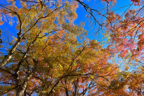 Der Herbst Blättert Der Sonne Muster Voller Hintergrund — Stockfoto