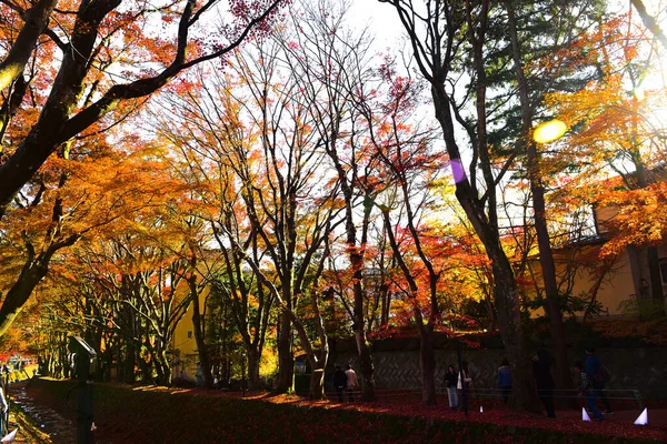 Яманаси Япония Ноября 2018 Неопознанные Осенние Листья Солнце Полностью Размытый — стоковое фото