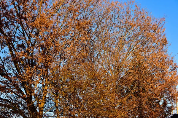 Осенние Листья Закатом Заднем Плане — стоковое фото
